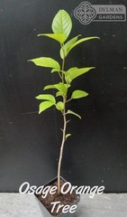Osage Orange Tree (Maclura pomifera) – Hedge Apple – Live Plant – Multiple Sizes