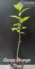 Osage Orange Tree (Maclura pomifera) – Hedge Apple – Live Plant – Multiple Sizes
