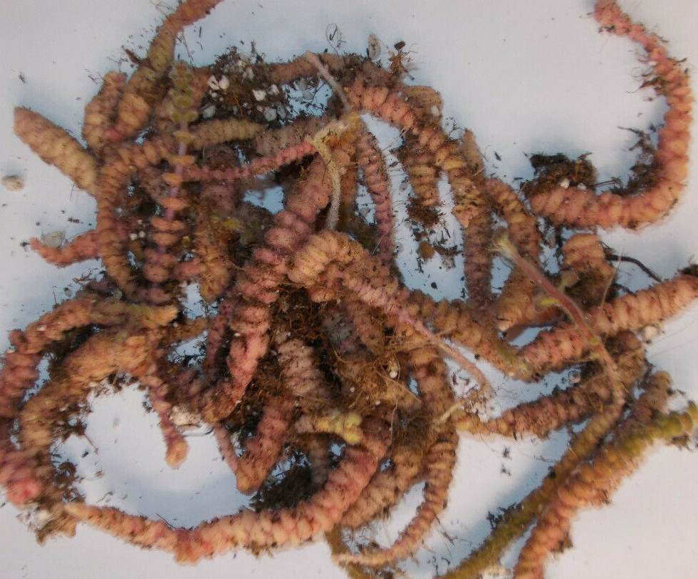 Kohleria Rhizomes