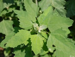 Organic Lambs Quarters Seeds (Chenopodium album) Fresh Harvest – 100 Seeds