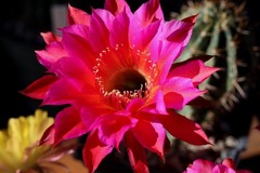 Echinopsis hybrid ‘Yes’