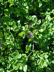 10 Cuttings Aptenia cordifolia Purple/Pink Apple Ice Plant’ ‘Baby Sun Rose’ 4″-7