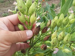 1000 “Great Lakes Gold” Tobacco Seeds FROM MICHIGAN! Organic, Heirloom, non-GMO