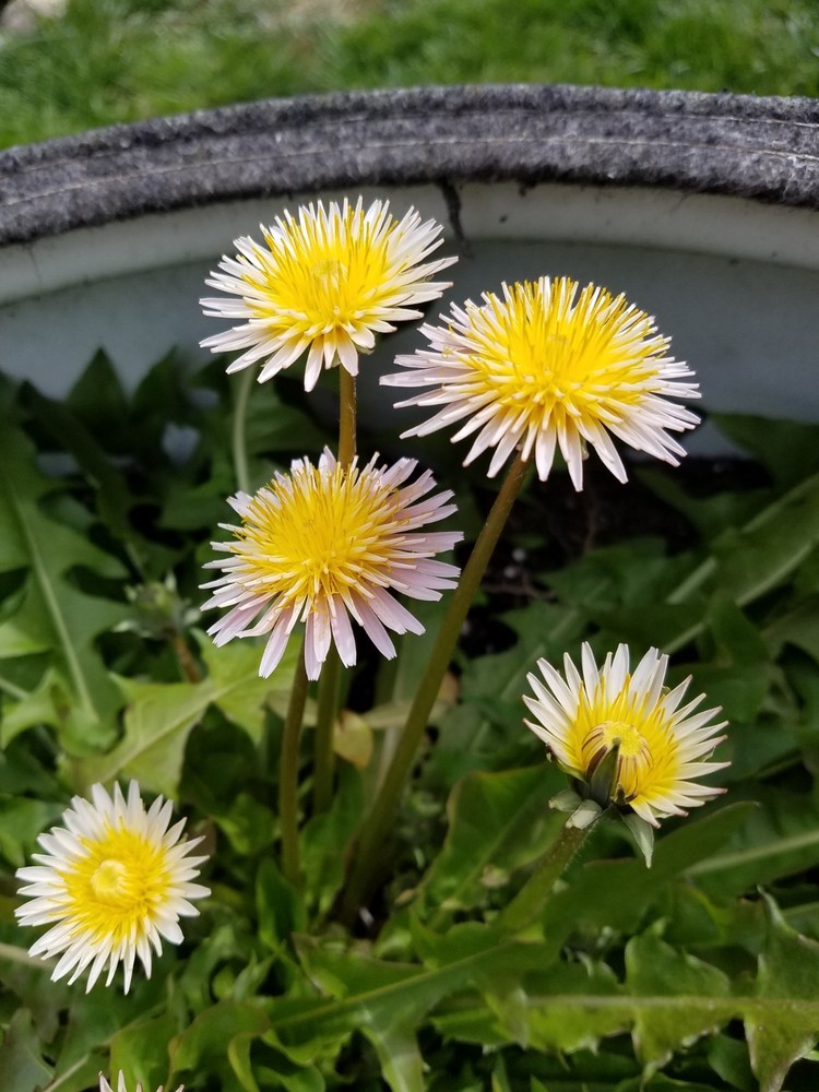 Pink Dandelion Seeds RARE 10 Organic Seeds *FREE SHIPPING*