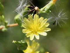 75+SEEDS Wild Prickly Lettuce Lactuca Virosa Medicinal Compass Pain Relief