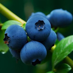 1000+ BLUEBERRY FRUIT SEEDS SWEET NON GMO FRESH HARVEST FREE SHIPPING