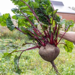 75 Giant Red BEET Mangelwurzel Mangel Mangold Wurzel Mammoth Long Beta Seeds