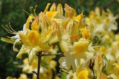 LEMON LIGHTS~Aromi Azalea Rhododendron Hybrid~STARTER Plant~MAY BE DORMANT!