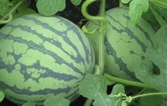 Sweet Tiger Baby Watermelon Seeds 50+ Non-GMO Ultra Sweet Easy Grow