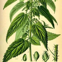 2000+ STINGING NETTLE SEEDS HEIRLOOM SPRING PERENNIAL HERB MEDICINAL POLLINATORS
