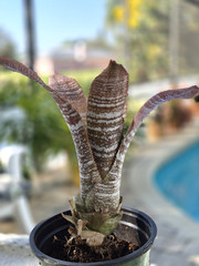 Hohenbergia Correia-Araujoi FUDGE RIPPLE Bromeliad Tropical Plant, Full Sun
