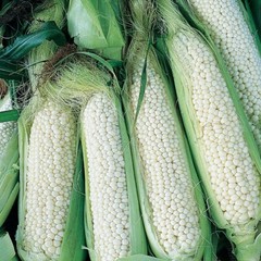 Country Gentleman Sweet Corn Seeds, White Shoepeg Corn, Heirloom, FREE SHIPPING
