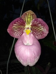 PINK PARVI VIETNAM PAPH ORCHID SPECIES micranthum BS 4 inch pot