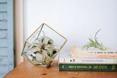 Seedling Xerographica Air Plants 2–4″ – Easy Care Indoor Outdoor Decor