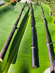 Black Bamboo Phyllostachys Nigra Live Bare Root Plant (3) Fresh Rhizomes