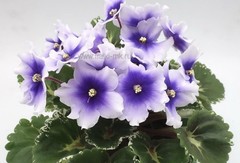 African Violet PLANT ~ R-Durman Starter