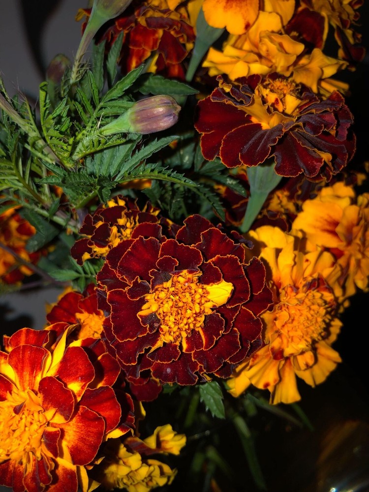 RED and ORANGE FRENCH MARIGOLD MIX 200 FRESH SEEDS ORGANIC NON-GMO FREE SHIPPING