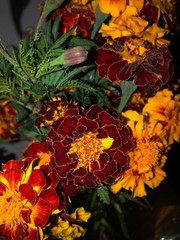 RED and ORANGE FRENCH MARIGOLD MIX 200 FRESH SEEDS ORGANIC NON-GMO FREE SHIPPING