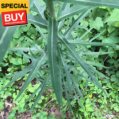 Wild Lettuce (Lactuca virosa) – Grow Now or Store for Future Planting – Capsule