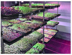 Organic MICROGREEN Seeds | Fresh Heirloom Non GMO Sprouting Seeds