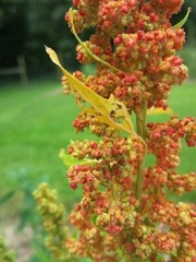 Lambsquarters, Lamb’s Quarters Seeds for Planting (100 Seeds) – Chenopodium Albu