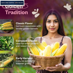 SVI 100 Golden 8 Bantam Corn Seeds (Zea mays) – Yellow Sweet Seed