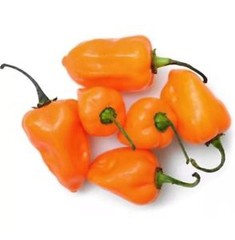 HABANERO ORANGE DEVIL ORANGE 30 SEEDS CHILE 100% GUARANTEED YUCATAN MEXICO