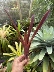 Bromeliad Sale! Hohenbergia lemei (species)