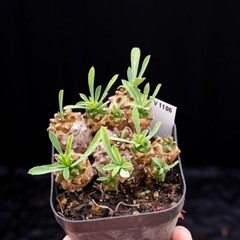 8cm Succulent Cactus Plant Euphorbia Gabizan（5-7 Heads）Cactaceae Beautiful Plant
