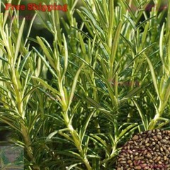 Rosemary Seeds | Evergreen Shrub Culinary Perennial Garden Container Herb