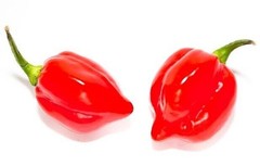 30 SEEDS OF HABANERO ROJO SAVINA RED CHILE 100% GUARANTEED VERY SPICY