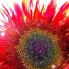 75+ RED SUN RARE SUNFLOWER SEEDS FLOWERS BEAUTIFUL TALL CUT NON-GMO HEIRLOOM USA