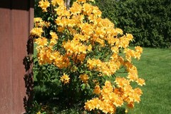 GOLDEN LIGHTS~~Azalea Rhododendron~Well Rooted Starter Plant~MAY BE DORMANT!