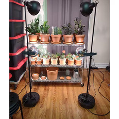 11.02 In. Black Plastic round Indoor/Outdoor Plant Caddy with Wheels Heavy-Duty