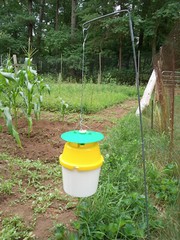 Squash Pumpkin Vine Borer Trap with Lure