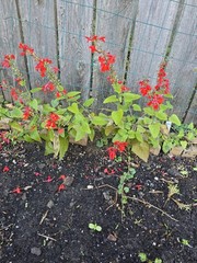 Pineapple Sage Seeds 10 Organic Seeds *FREE SHIPPING*