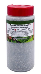 NaturesGoodGuys – Amblyseius andersoni – Predatory Spider Mite Control