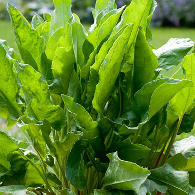 Sorrel Seeds | Non-GMO | Herb Seeds | Seed Store | Free Shipping | 1161