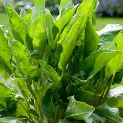 Sorrel Seeds | Non-GMO | Herb Seeds | Seed Store | Free Shipping | 1161