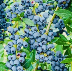 1000+ BLUEBERRY FRUIT SEEDS SWEET NON GMO FRESH HARVEST FREE SHIPPING