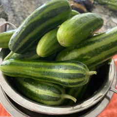 CAMBODIAN’S CUCUMBER SEEDS- Non GMO – Heirlooms – None Bitter Taste