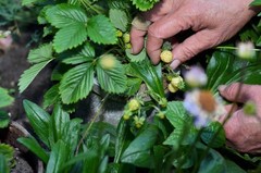 20 ‘ PINEAPPLE CRUSH ‘ STRAWBERRY Everbearing Fragaria Vesca Alpine White Yellow