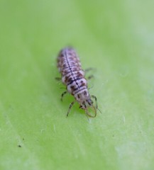 Green Lacewing Eggs on Hanging Card – 2,500 Count – Aphid Exterminator