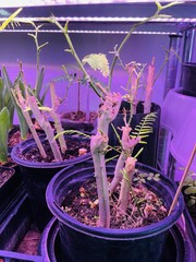 Climbing Wattle 5 Seeds Senegalia Pennata Cha-Om Acacia Pennata From Thailand