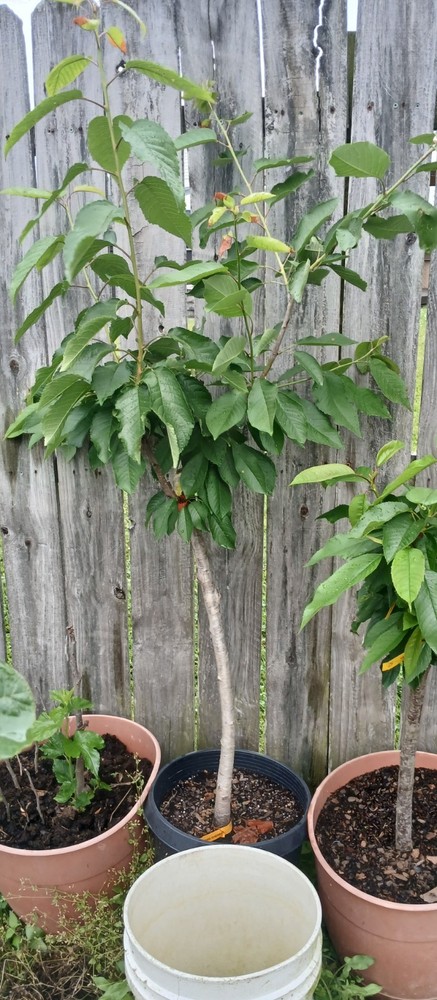 3 years Old Multi Grafted Organic Cherry Tree