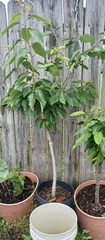 3 years Old Multi Grafted Organic Cherry Tree