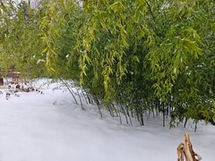 Black Bamboo Phyllostachys Nigra Live Bare Root Plant (3) Fresh Rhizomes