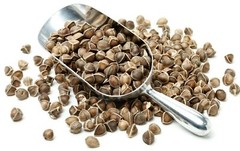 Moringa Oleifera Seeds WINGLESS Fresh Organic Semillas de Moringa Bulk Wholesale