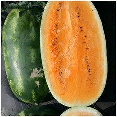 35 Heirloom Tendersweet Orange Watermelon Seeds – HUGE 30-35LB Super Sweet Melon