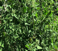 Chenopodium album, Organic Lamb’s Quarters, Goosefoot – 100 to 1000